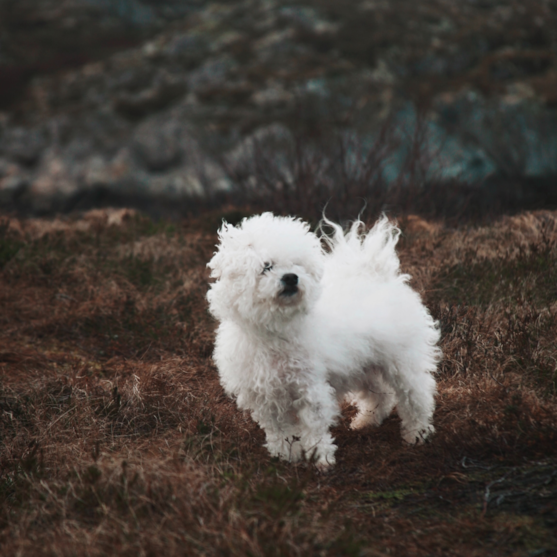 cute bichon frise dog